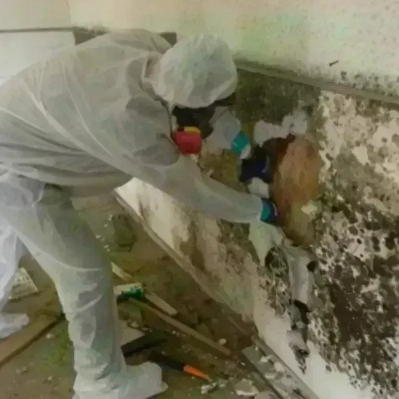 Mold Remediation and Removal in Montpelier, IN